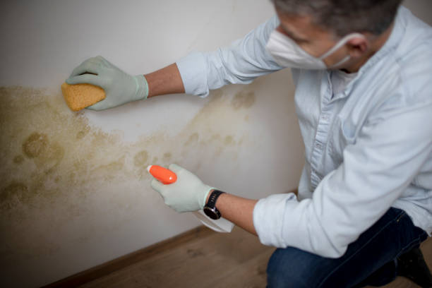 Best Residential Mold Removal  in Sandy Springs, GA