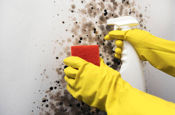 Sandy Springs, GA Mold Removal Company