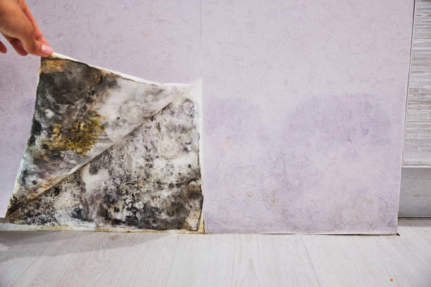 Best Crawl Space Mold Removal  in Sandy Springs, GA